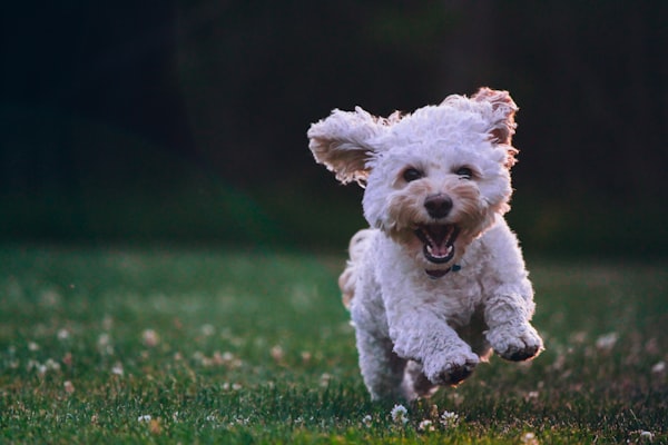 Calm, relaxed dog enjoying a stress-free grooming experience