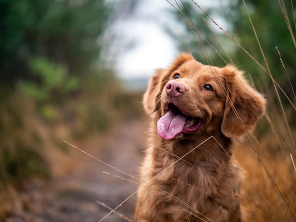 Healthy, clean dog ears after professional cleaning