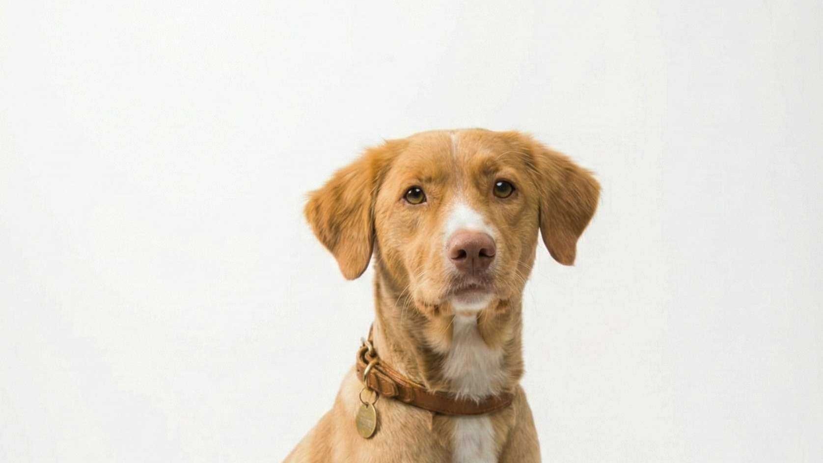 Professionally styled dog showcasing breed-specific cut