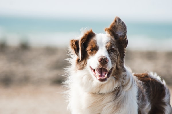 Active dog running with healthy joints and posture