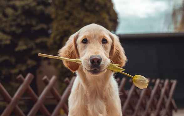 Happy dog with healthy skin and coat